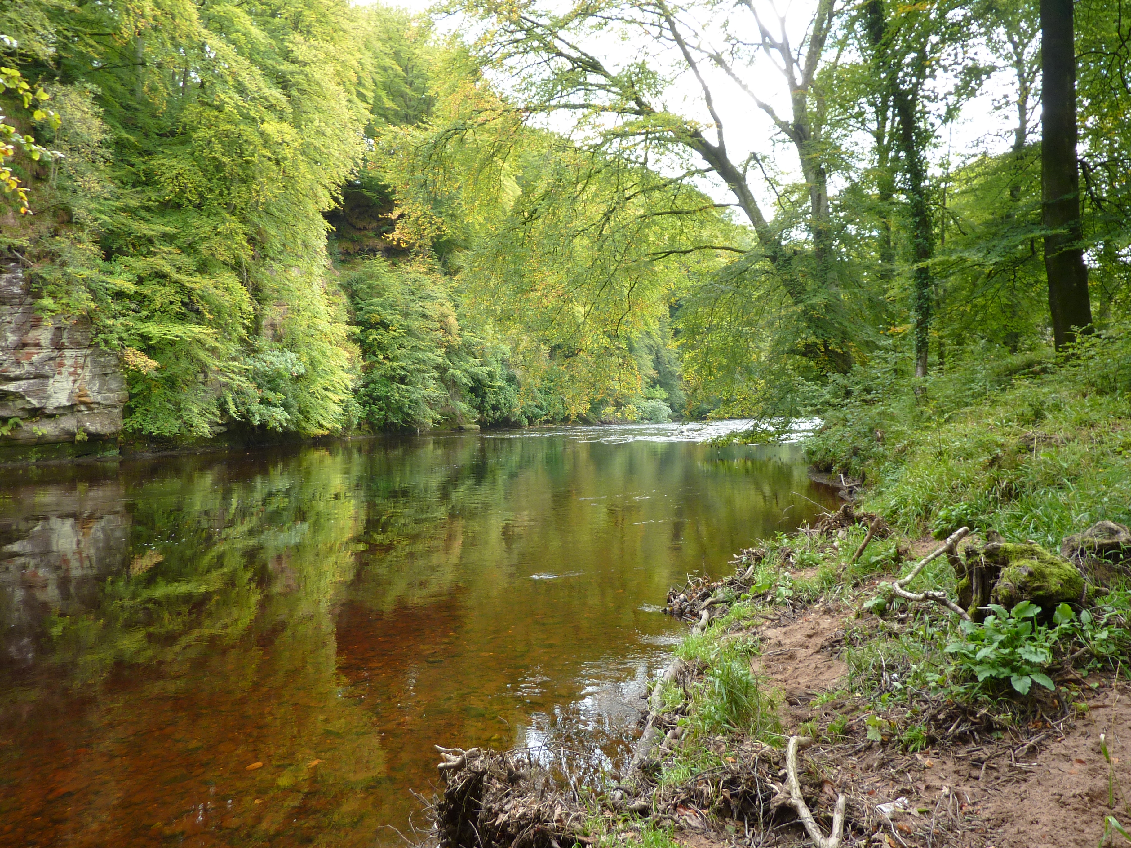 Ayr Gorge Woodlands © Gill Smart